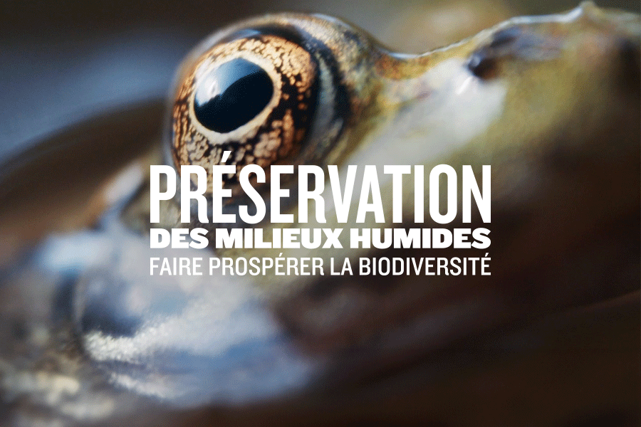 Préservation des milieux humides - Faire prospérer la biodiversité