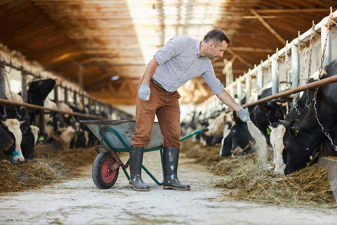 Effets de la pasteurisation sur la valeur nutritive du lait 