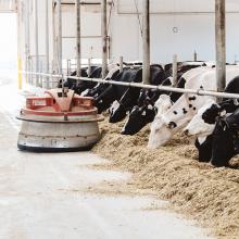 Ce robot Juno ramène les fourrages plus près des vaches; ainsi elles ont meilleur accès à la nourriture dont elles ont besoin, tout en minimisant le gaspillage à la ferme laitière Lac la Nonne, en Alberta.