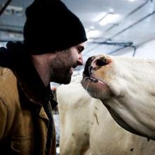 Un producteur laitier prend soin de ses vaches