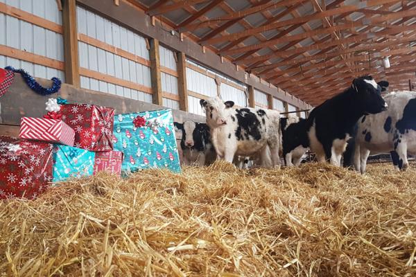 Des vaches dans l’étable entourées de cadeaux de Noël.