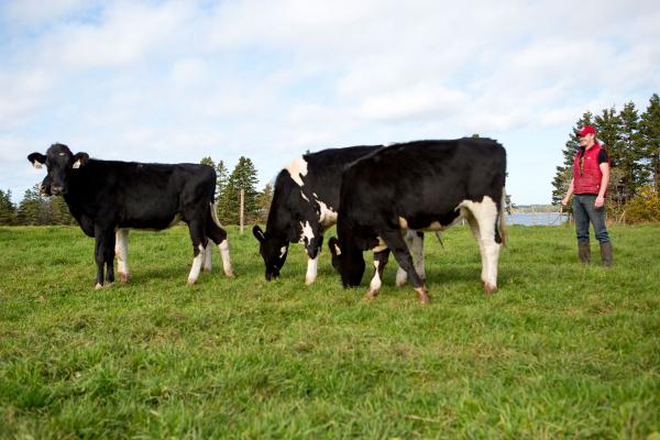 Cows in the pasture at MacInnis Brothers Farm