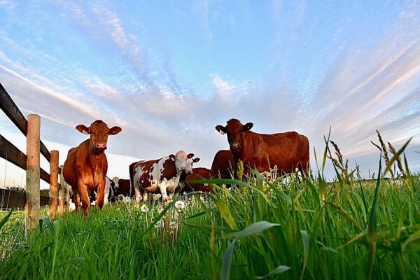 Brown cows in a field