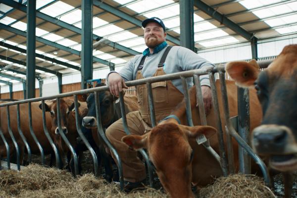 Alain dans son étable avec ses vaches