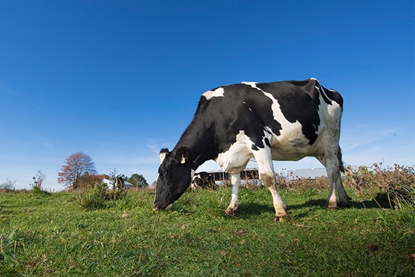 Une journée dans la vie d’une vache laitière