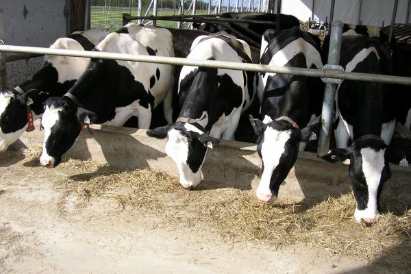 Vaches dans une ferme canadienne