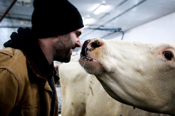 Farmer and dairy cow