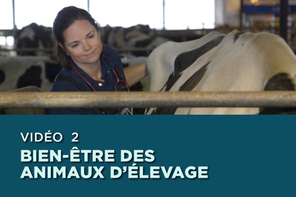 NOURRIR LE CANADA VIDÉO 2: BIEN-ÊTRE DES ANIMAUX D’ÉLEVAGE