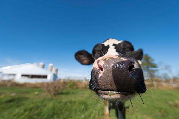 Une vache laitière qui sourit à la caméra.