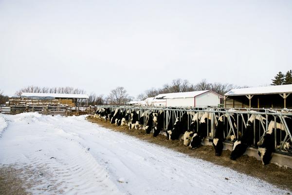 Des vaches laitières à la ferme l’hiver