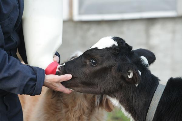 Une productrice, accompagnée de son chien, nourrit un veau à la ferme Stanlee en Ontario.