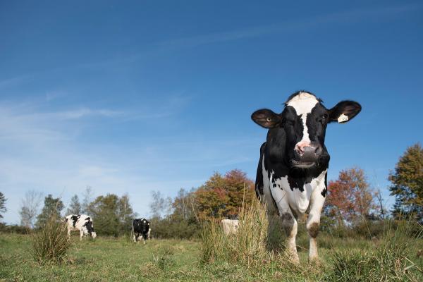 Des vaches laitières dans un pâturage au Canada