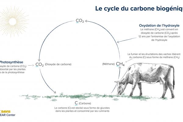 cycle du carbone