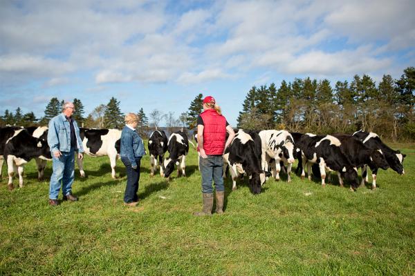 La famille MacInnis passe du temps à l’extérieur dans un champ avec une partie de son troupeau laitier à la ferme MacInnis Brothers Farm, à l’Île-du-Prince-Édouard.