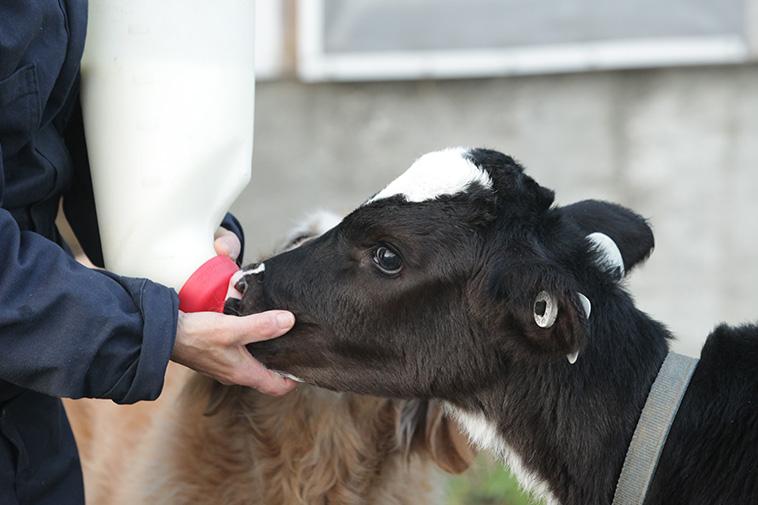 Une productrice laitière, accompagnée de son chien, nourrit un veau sur une ferme au Canada.