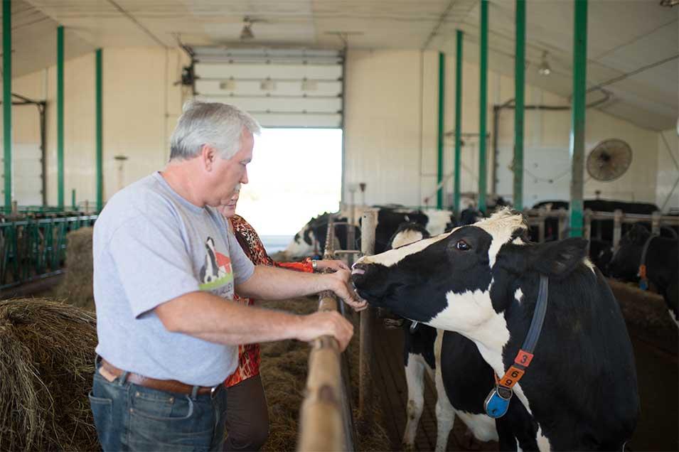 Un homme et une femme prennent soin d’une vache laitière dans un enclos d'une ferme canadienne.
