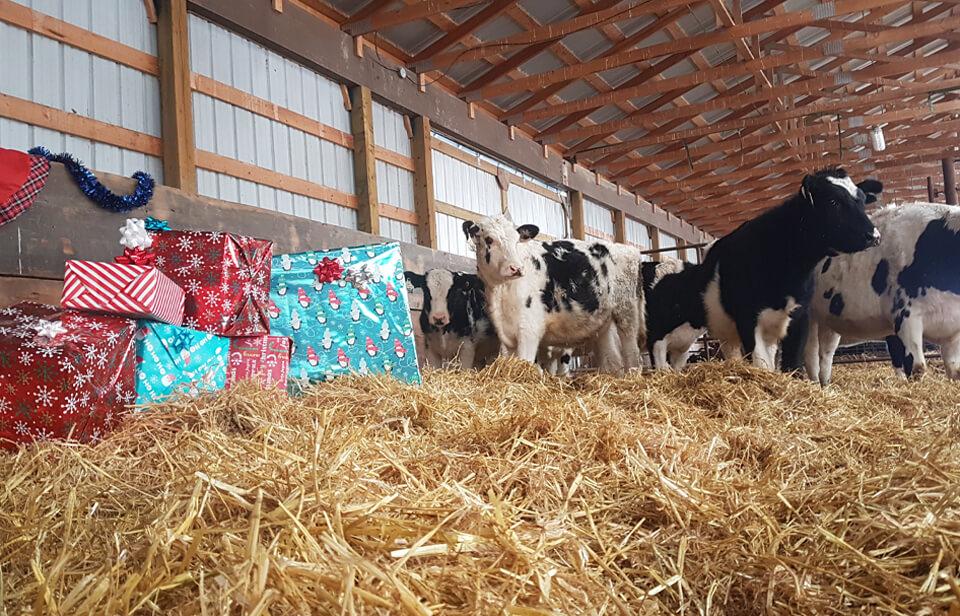 Des vaches dans l’étable entourées de cadeaux de Noël.
