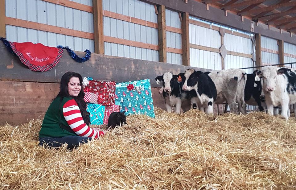 Brittany Derksen et ses vaches dans l’étable près des cadeaux.