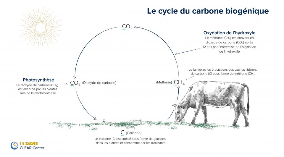 cycle du carbone biogenique