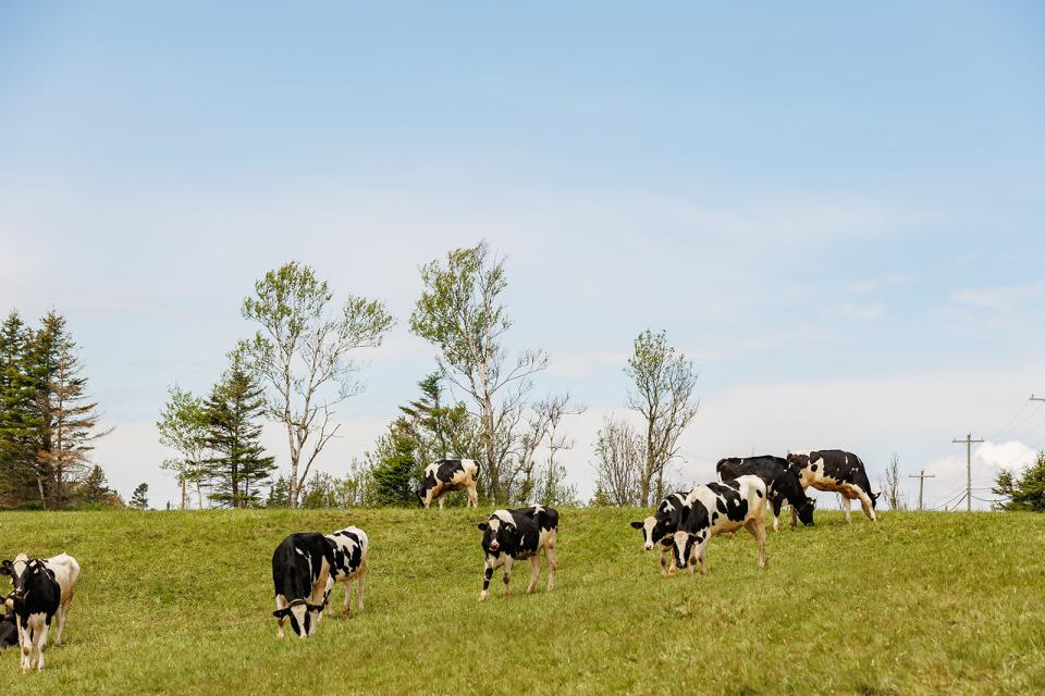 Cows in pasture