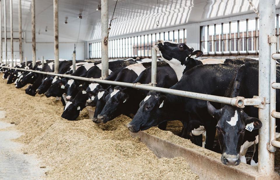 Vaches laitières dans une étable à stabulation libre au Canada