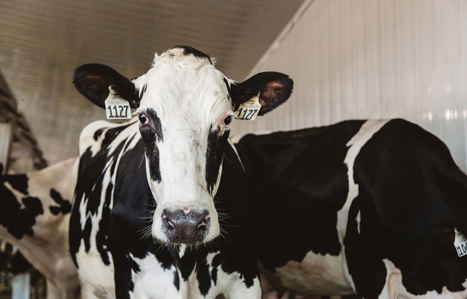 Une vache laitière