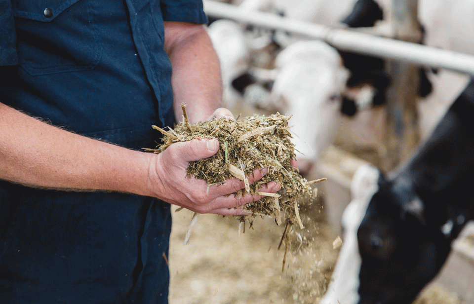Un producteur laitier tient la nourriture des vaches laitières dans ses mains.
