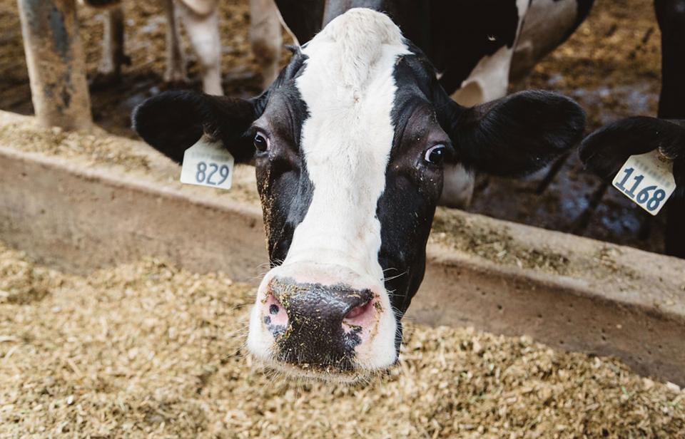 Une vache laitière qui sourit à la caméra.