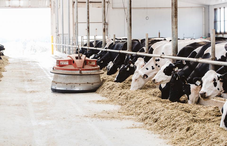 Un robot ramène les fourrages plus près des vaches laitières dans l'étable.