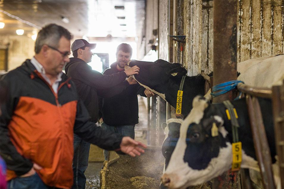 Three members of the Ell family show their dairy cows some TLC in one of the barns at Ell’s Dairy Farm, Saskatchewan. Trois membres de la famille Ell prodiguent des soins affectueux à leurs vaches laitières de la ferme laitière Ell Dairy, en Saskatchewan. 