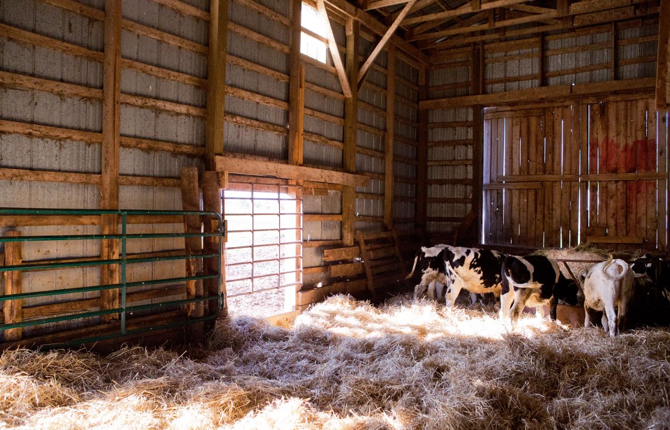 Des vaches laitières dans une étable avec vue au Canada.