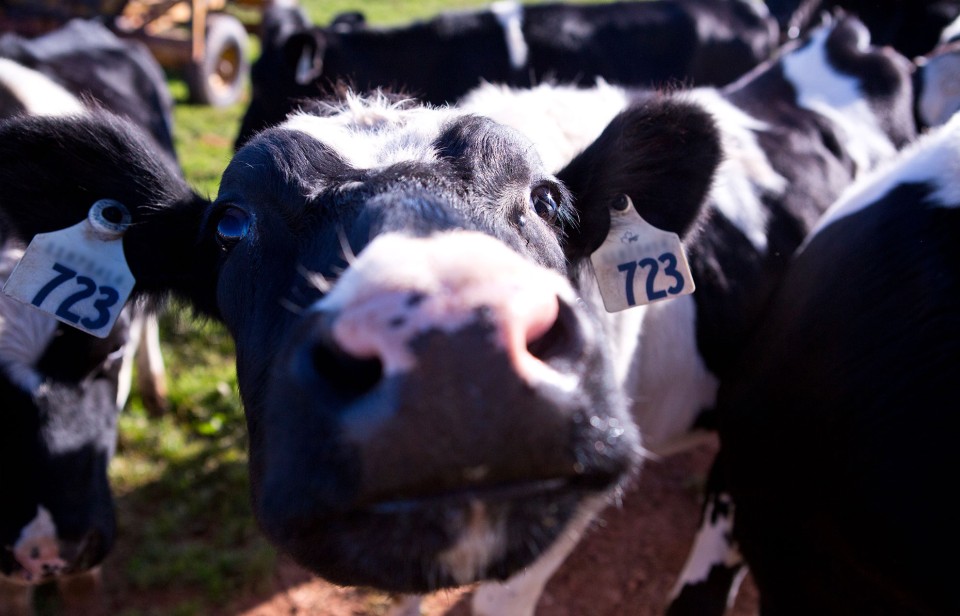 Une vache présente son museau à l’appareil photo