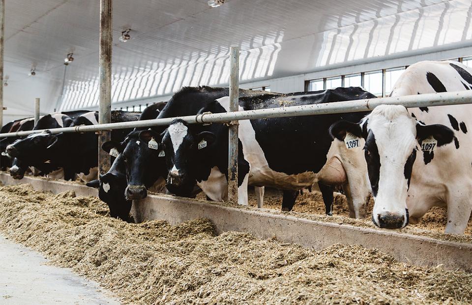 Row of dairy cows grazing on fresh feed, demonstrating healthy diet in dairy farming