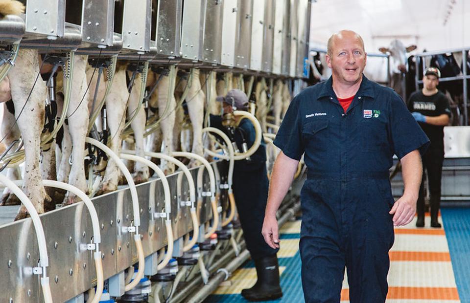 Dairy farmer in coveralls walks towards camera, dairy cows being milked in modern system behind