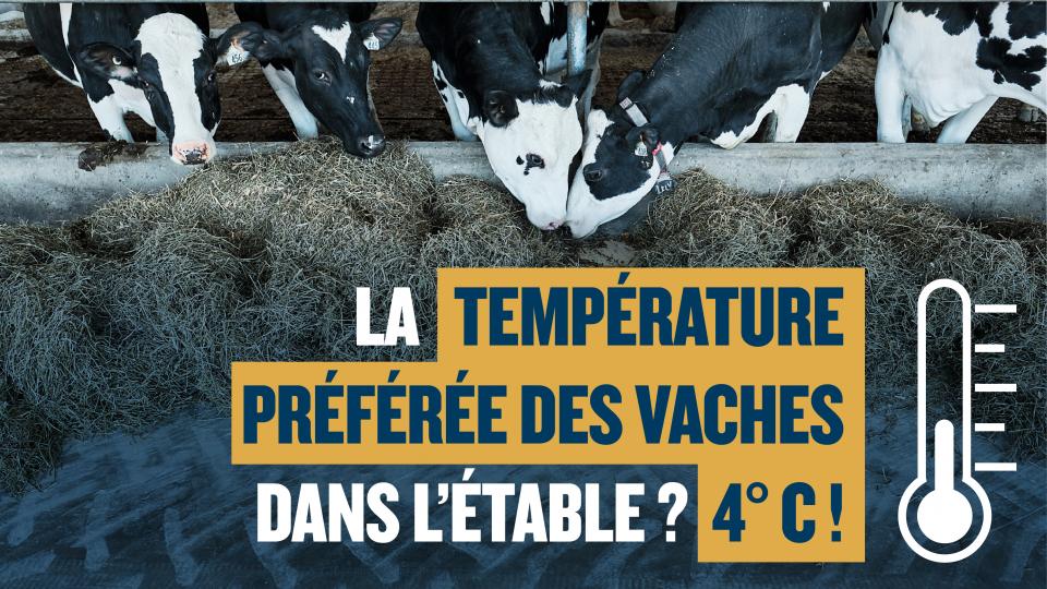La température préférée des vaches dans l’étable ? 4° C !