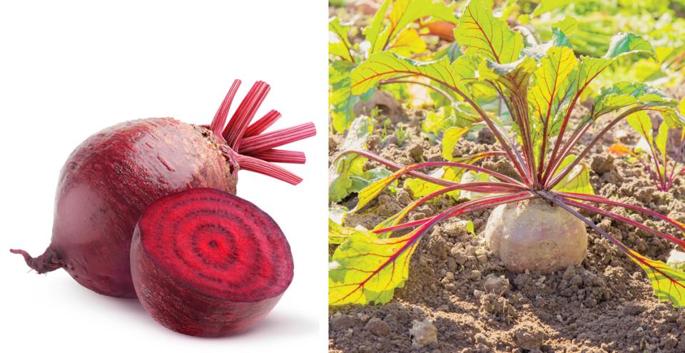 Les betteraves poussent sous la terre