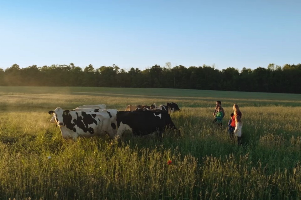 Cows grazing in field