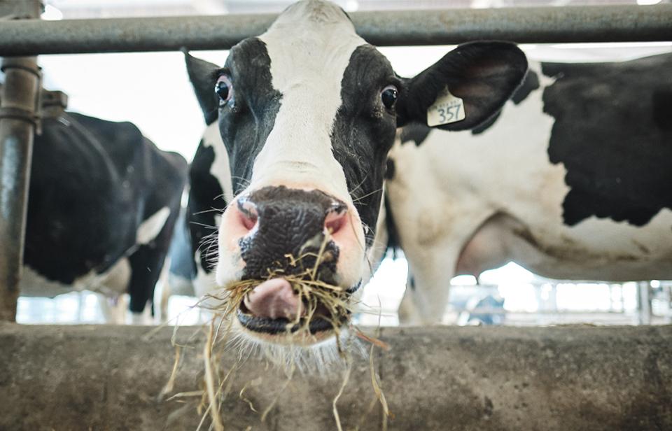 Une vache laitière mange et tire la langue.
