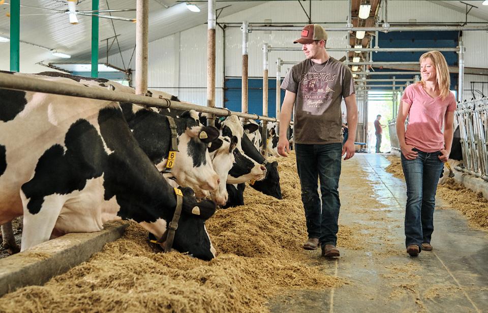 Deux producteurs laitiers se promènent dans leur étable, près des vaches.