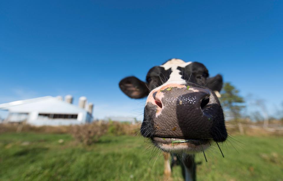 Une vache laitière montre son museau à la caméra.