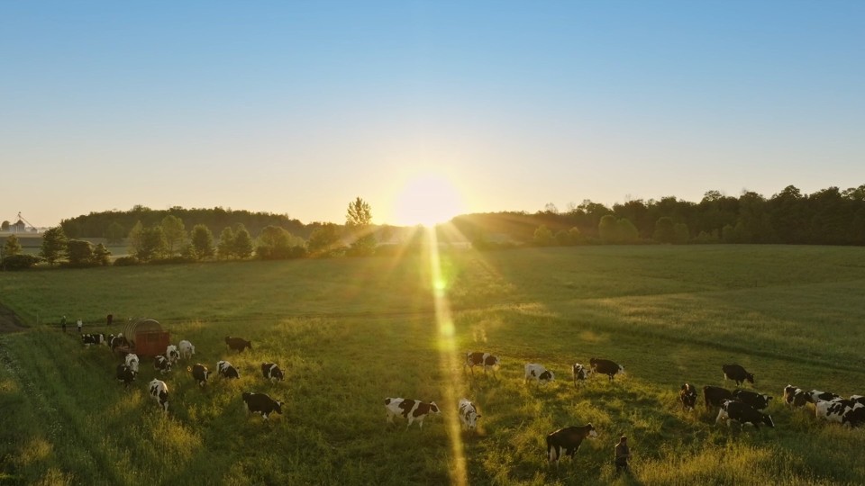 Cows grazing in field