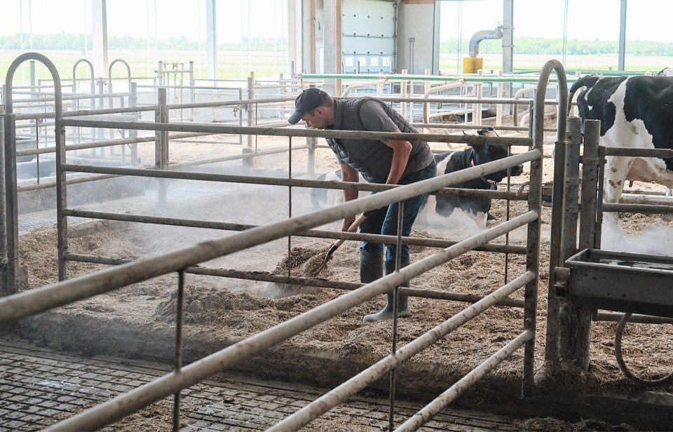 Gerhard s’occupe de la litière des vaches