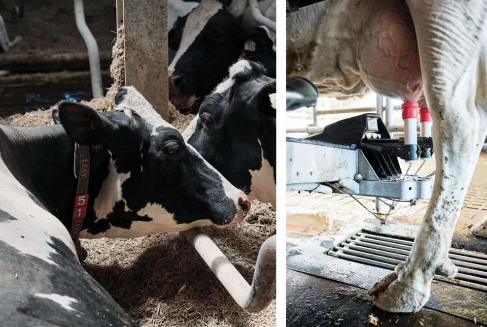 Deux vaches se reposent dans une étable à stabulation libre et une autre se fait traire par un robot 