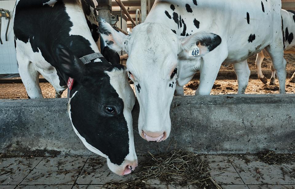 Deux vaches laitières mangent dans une étable au Canada.