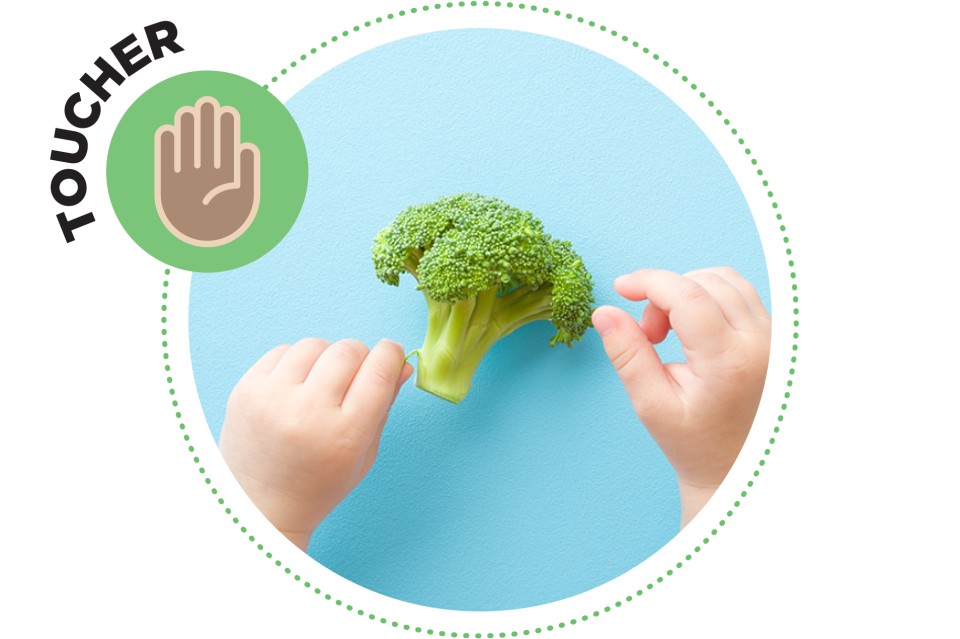 Mains d’un jeune enfant touchant un fleuron de brocoli.