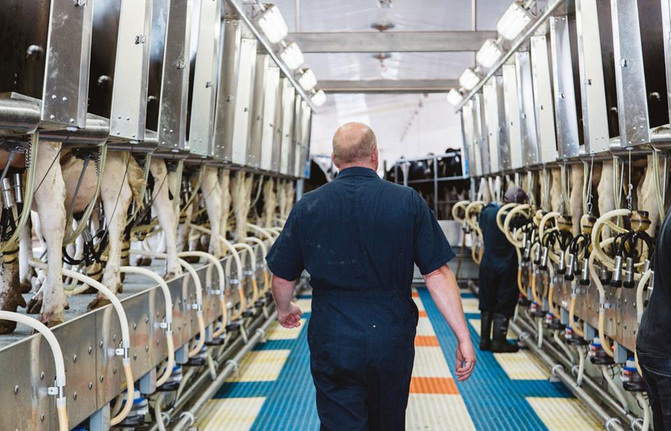 Un producteur laitier surveille la traite des vaches