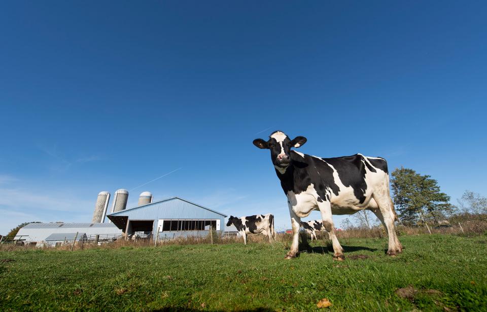 Des vaches laitières dans un pâturage non loin de la ferme