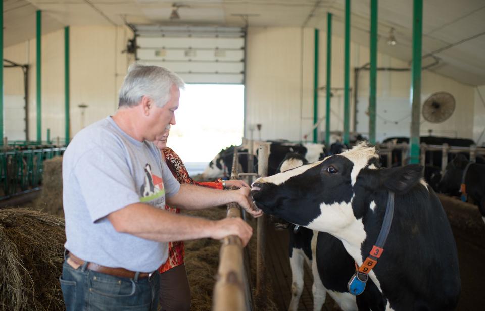 Un homme et une femme prennent soin d’une vache laitière dans un enclos à la ferme Dixon Valleyview, au Nouveau-Brunswick.