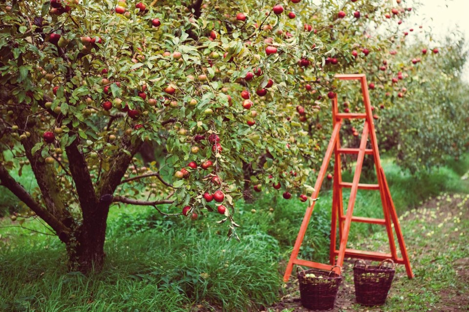Pommier