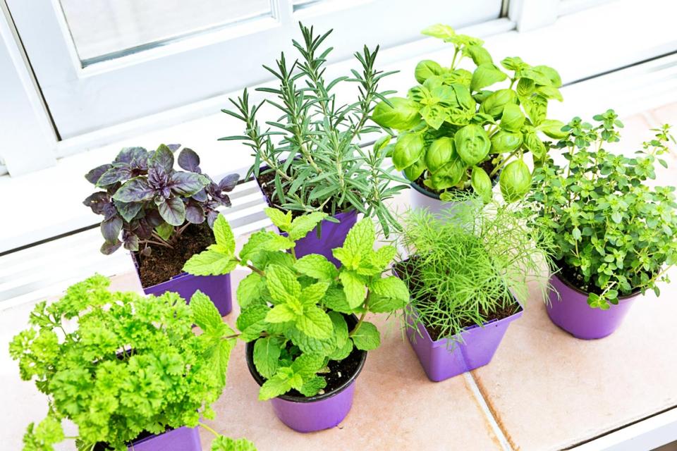 Variété de fines herbes fraîches